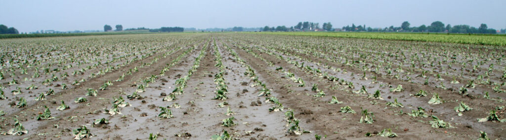 great american crop insurance terbaru