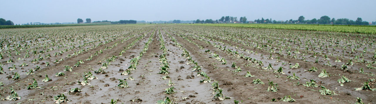 great american crop insurance terbaru