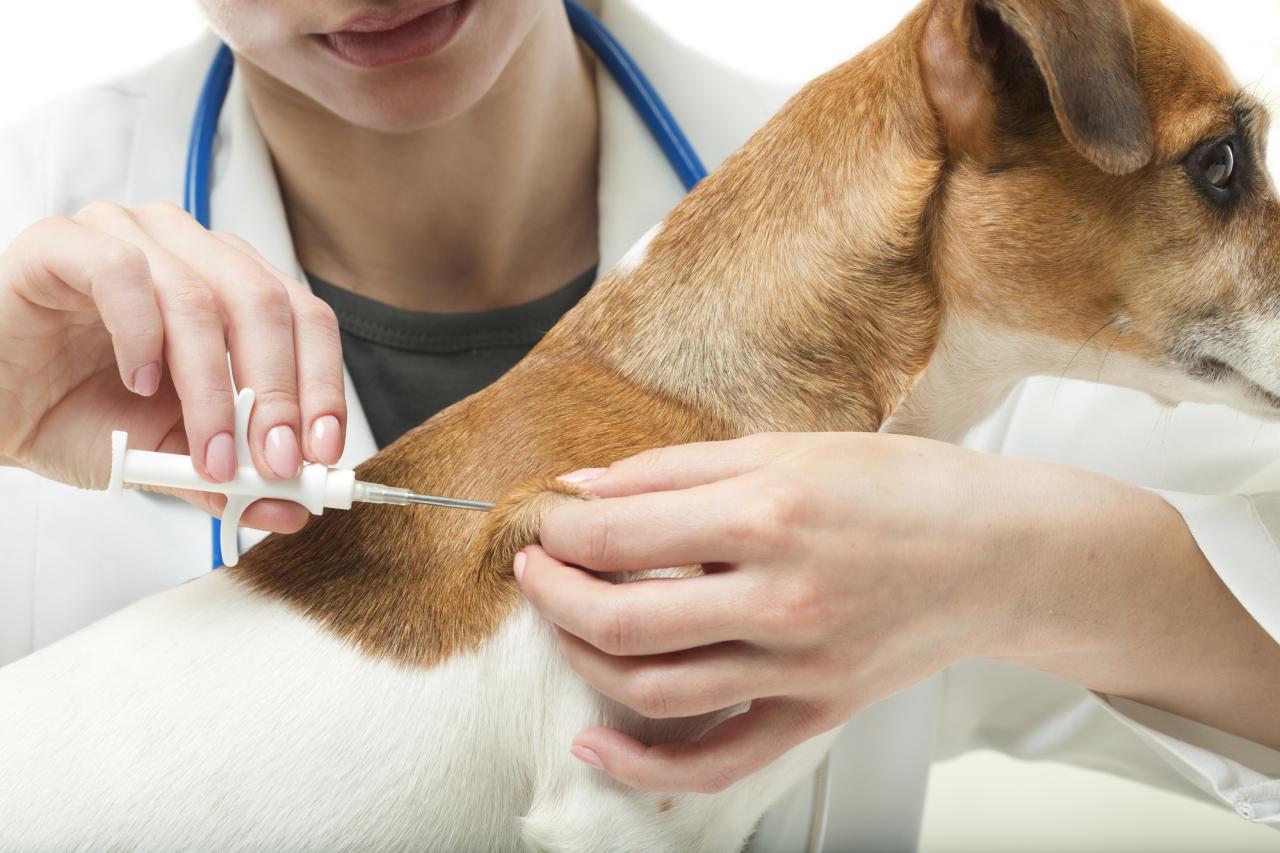 pet insurance that covers vaccinations terbaru