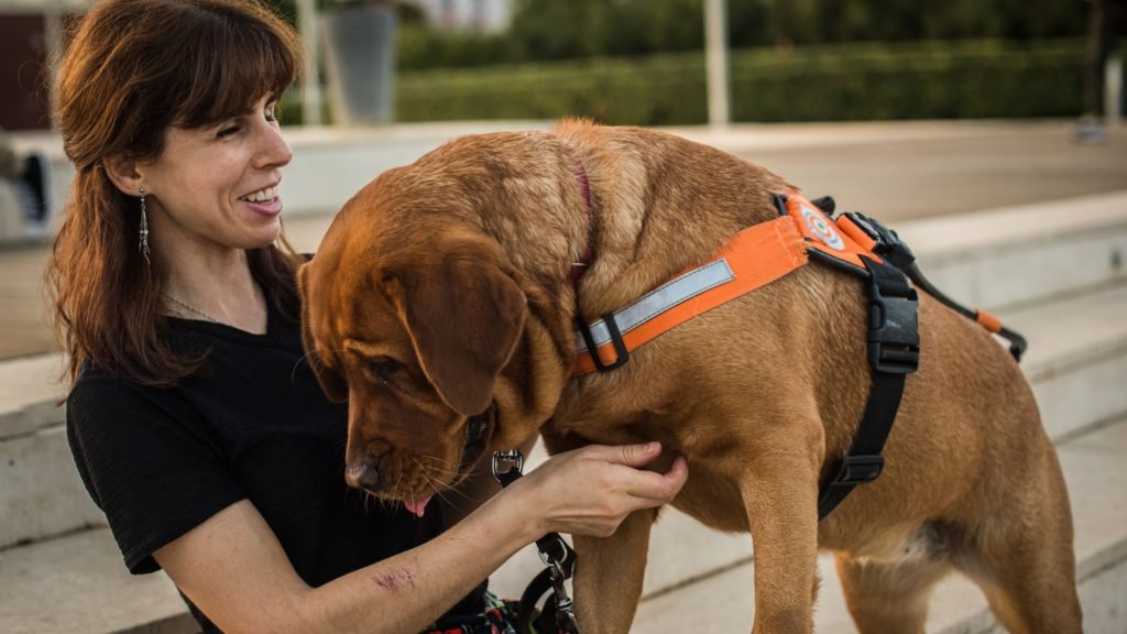 dog letter recommendation trainer training academy american accept correspondence dave please