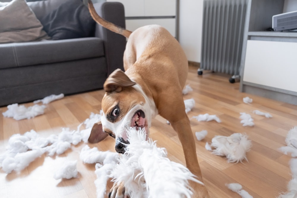 insurance renters aaa apply