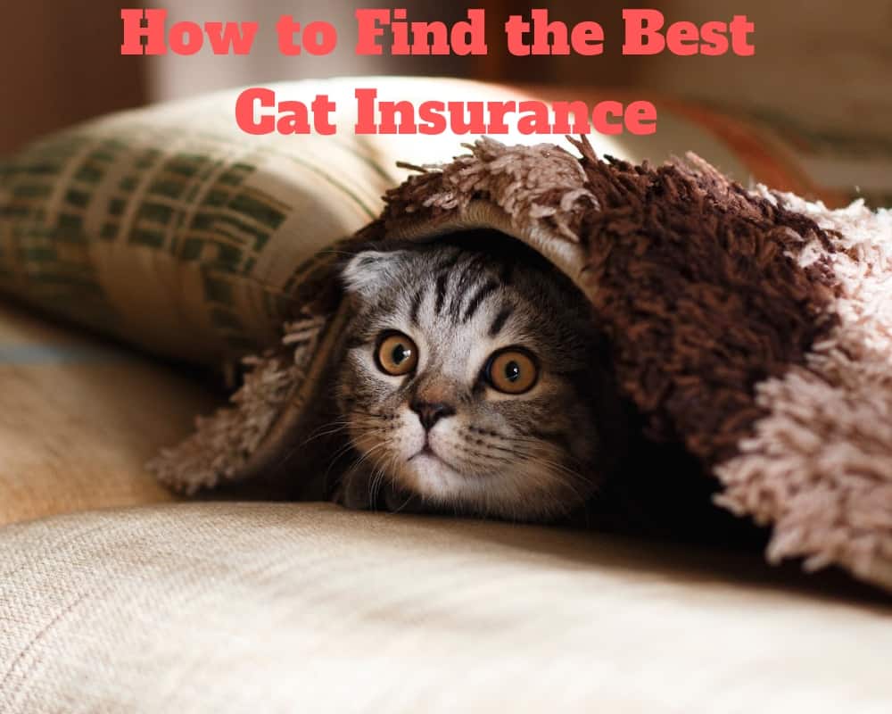 insurance cat pet cats claims health