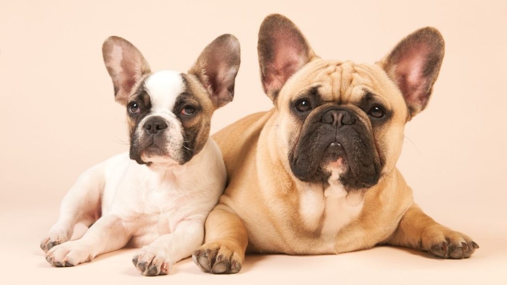 best pet insurance for french bulldogs