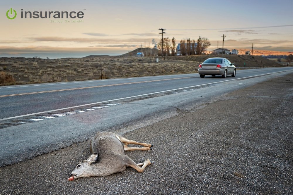 does liability insurance cover hitting a deer