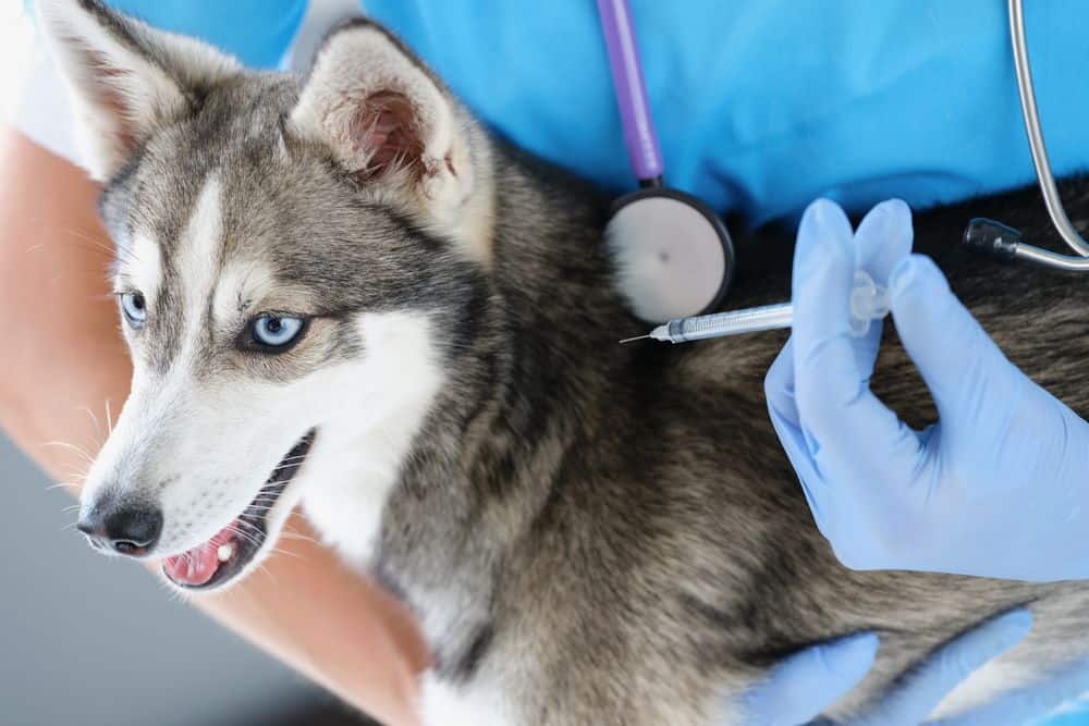 vaccinations vaccination diabetic vacinas vaccinating perro vacunar finder vacunación cachorros canine costs vaccines vaxxers