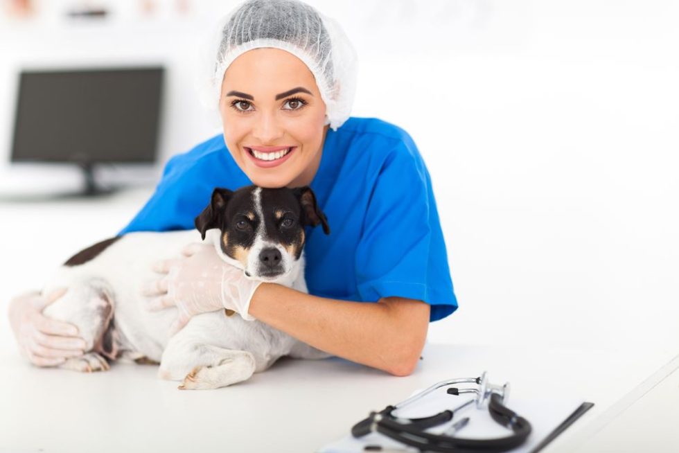 mri veterinary neurology pets