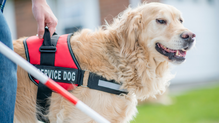 does insurance cover service dogs terbaru