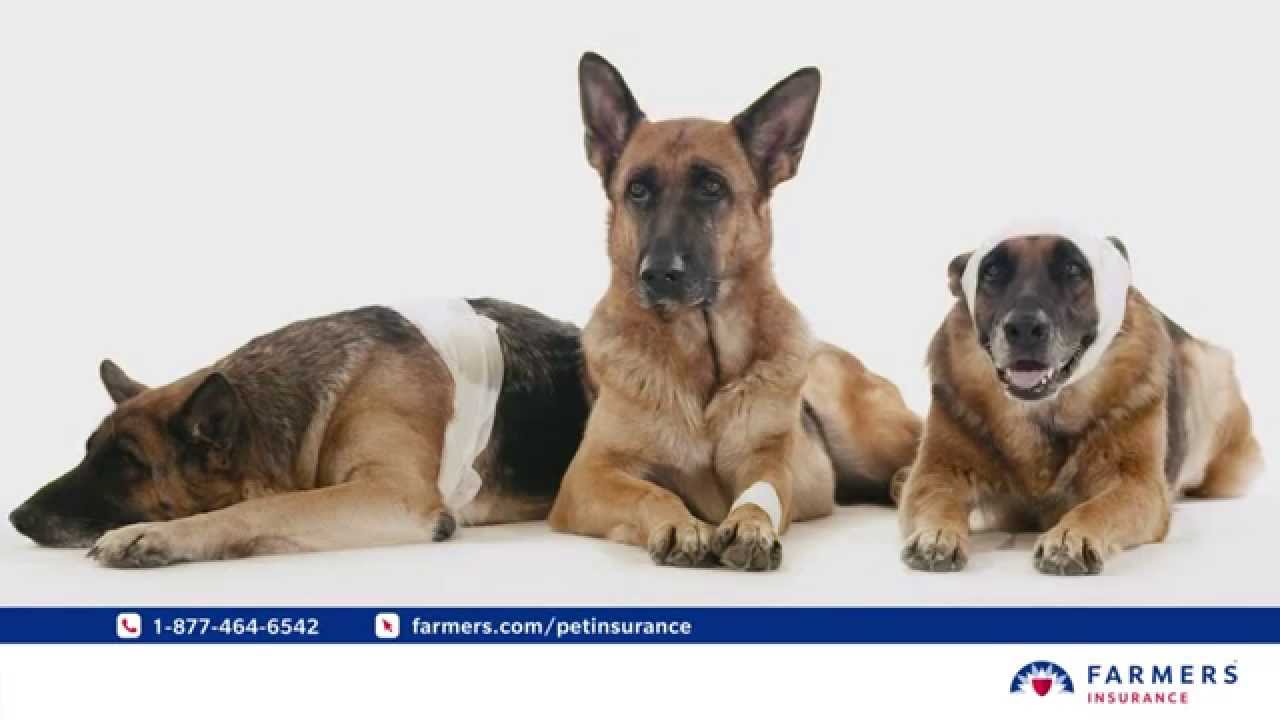 farmers insurance pet insurance terbaru