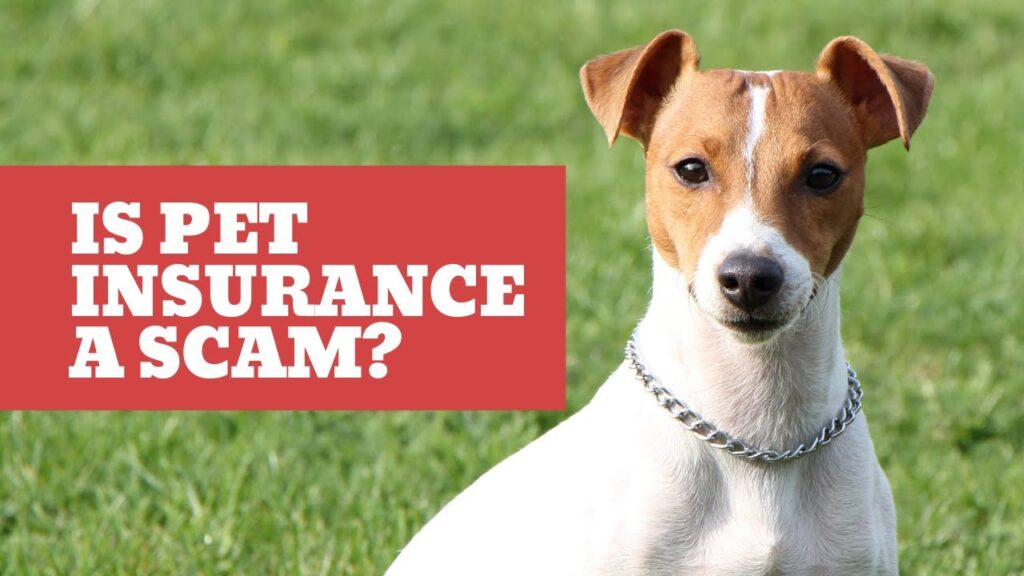 is pet insurance a scam terbaru