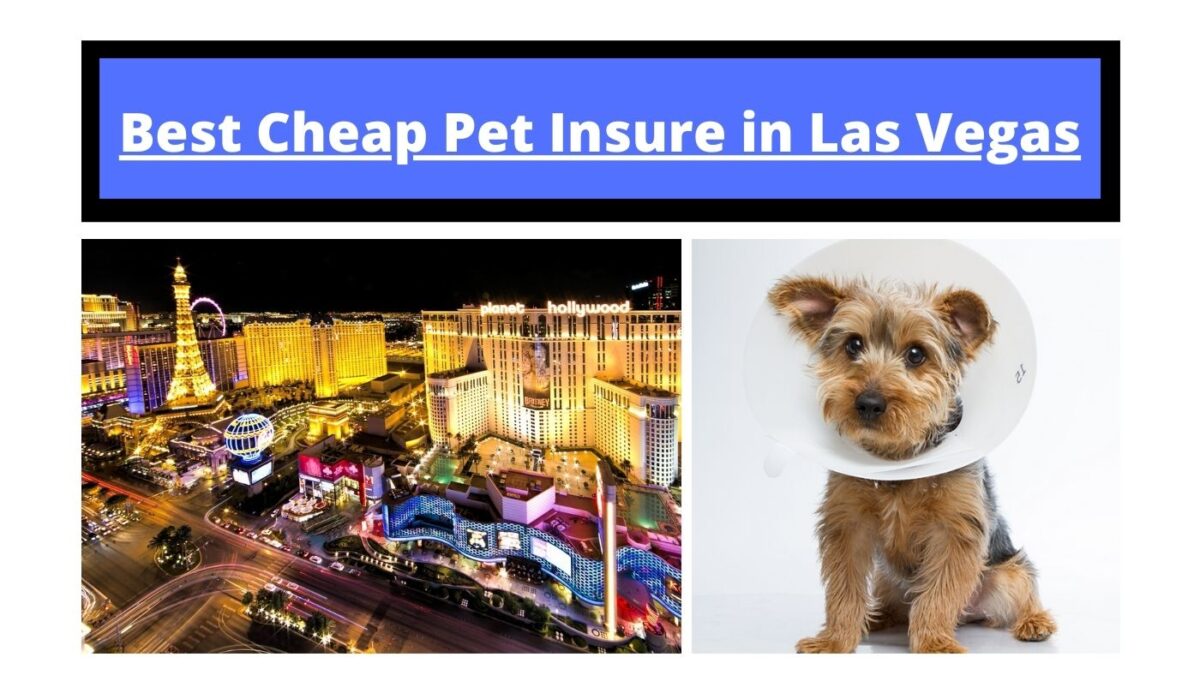 insurance pet dog