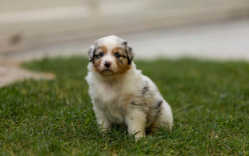 does pet insurance cover vaccinations