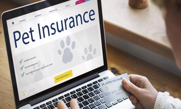 pet insurance job opportunities terbaru