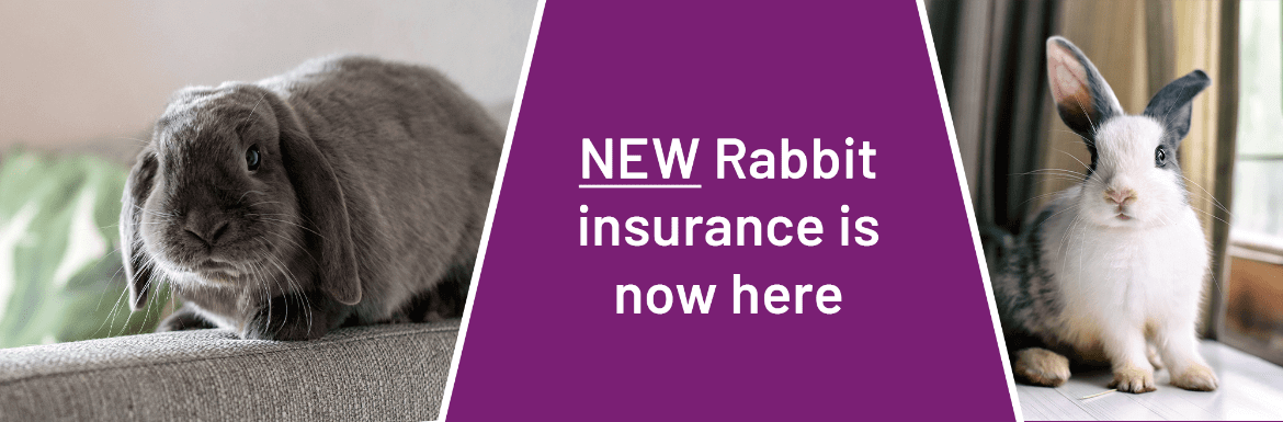pet insurance for rabbits