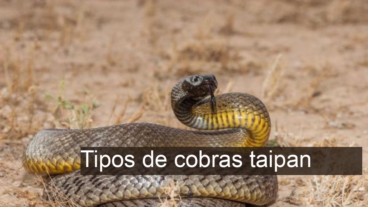 betnacional é confiável