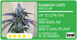 A Comprehensive Guide to the DC Seed Bank Discovering Quality Marijuana Seeds A Comprehensive Guide to the DC Seed Bank Discovering Quality Marijuana Seeds